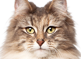 人気の猫種・猫の種類から子猫を探す 7位：ノルウェージャンフォレストキャット